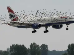 Wenn Vögel in den Motor geraten, kann das Flugzeug landen