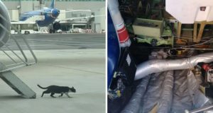 Kater verursacht zweitägige Verspätung bei Ryanair
